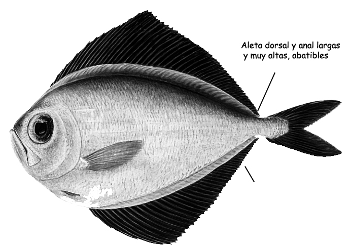 Pterycombus brama_001.jpg
